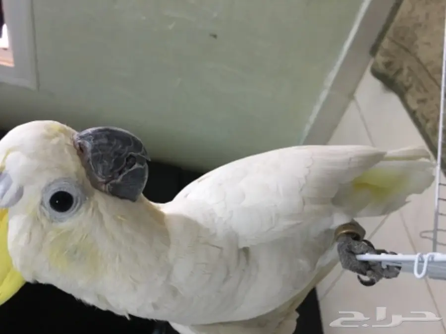 فرخ كوكاتو سلفر كرستد حجل 17 راس الطير (image 3)