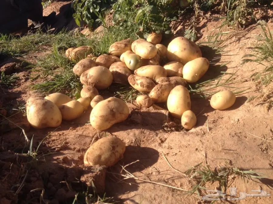 بطاطس عضوي 