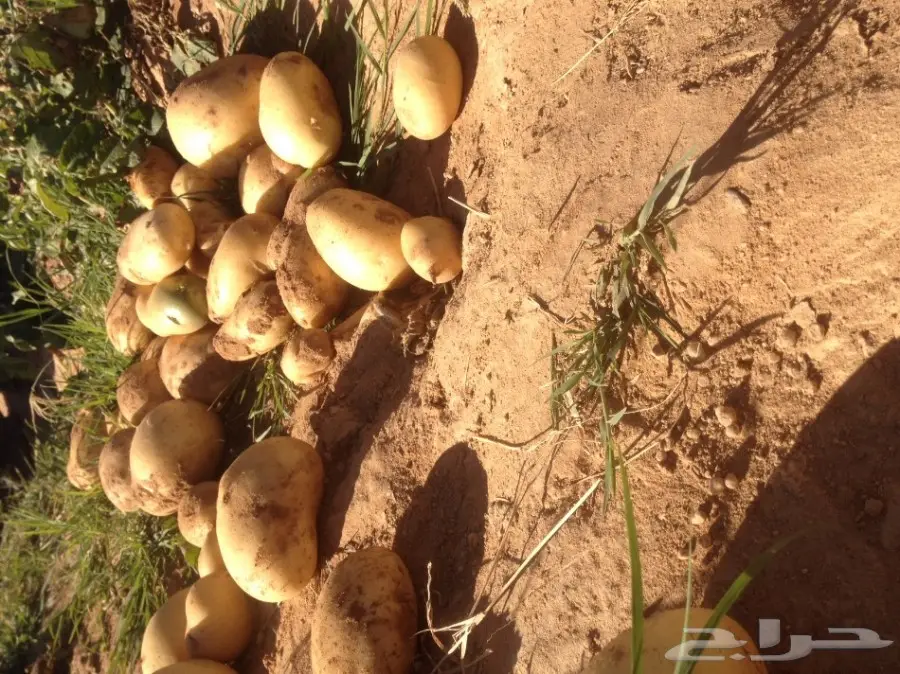 بطاطس عضوي  (image 1)