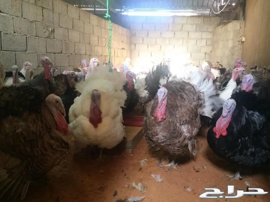 دجاج رومي بياض وديوك جروم وعرض للكميات 