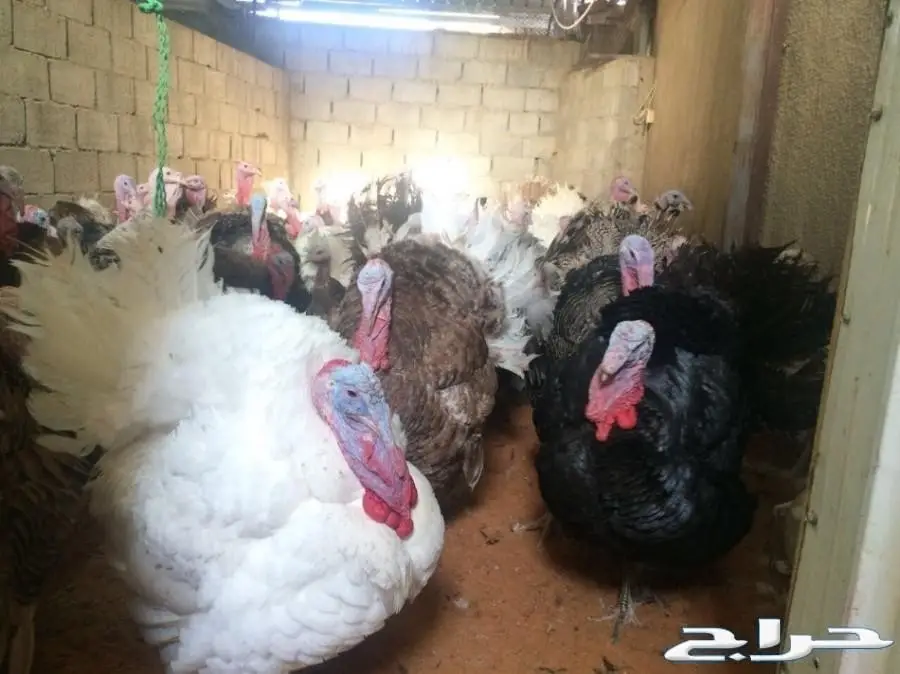 دجاج رومي بياض وديوك جروم وعرض للكميات  (image 3)