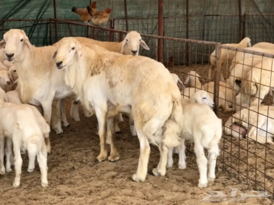 مشروع فحل صنف (image 1)