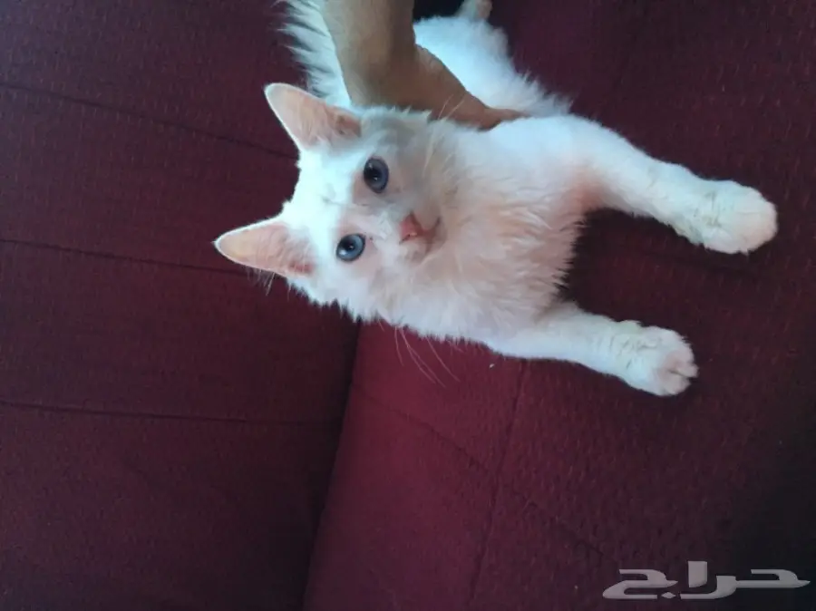 قطة شيرازي (image 1)