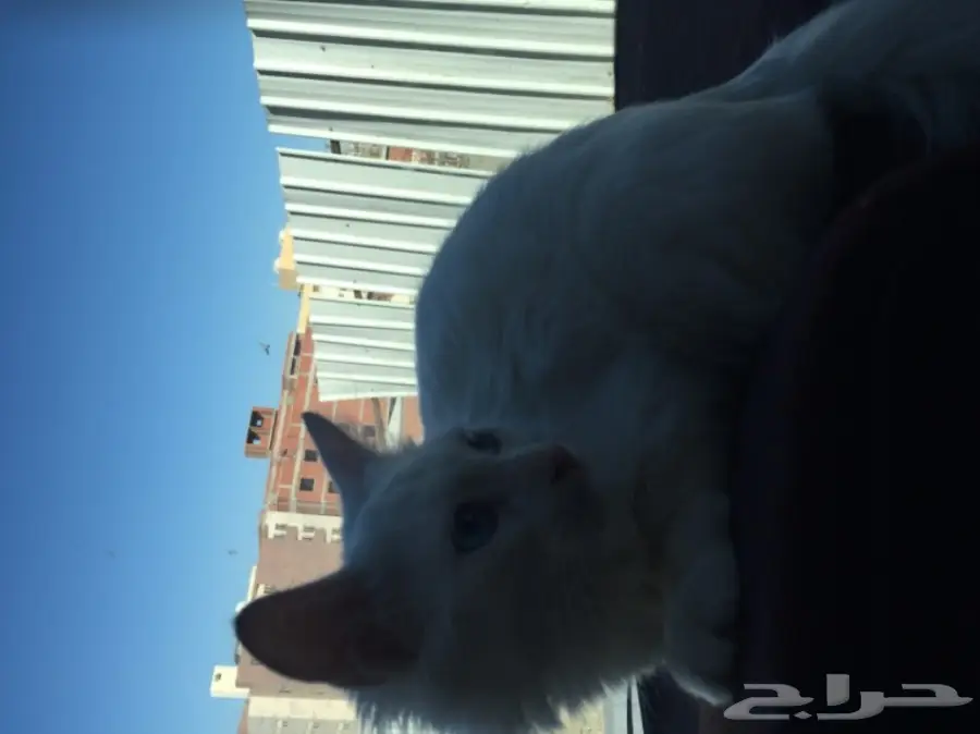 قطة شيرازي (image 2)