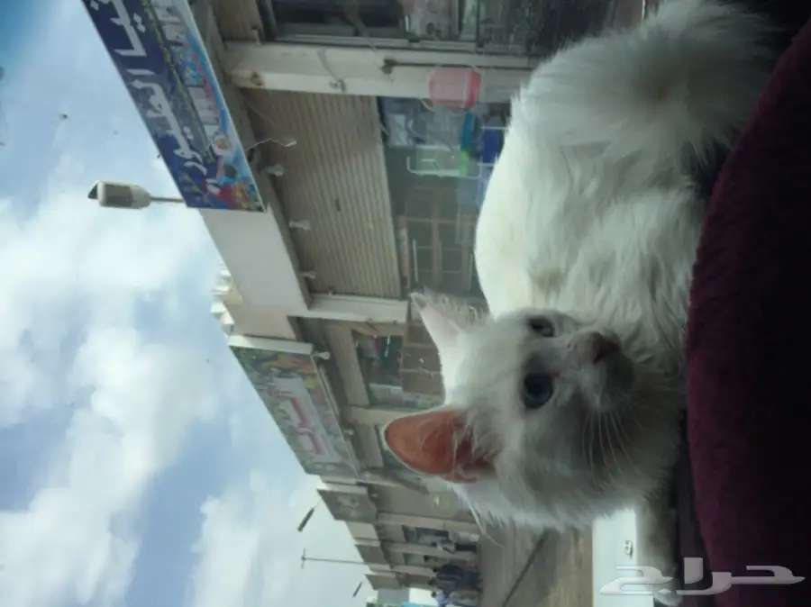 قطة شيرازي (image 3)