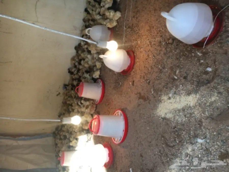 صيصان بلدي (image 2)