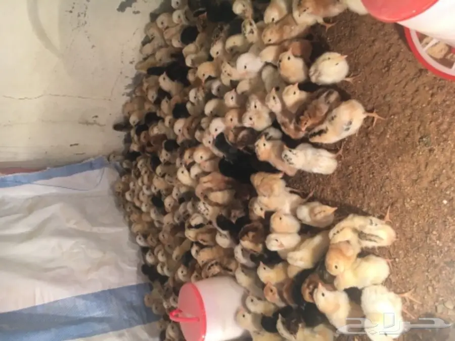 صيصان بلدي (image 3)