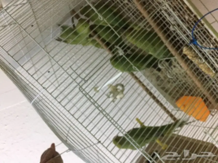 دُرٌّ نُضْرٌ للبيع - فرصة لا تُفوّت! (image 1)