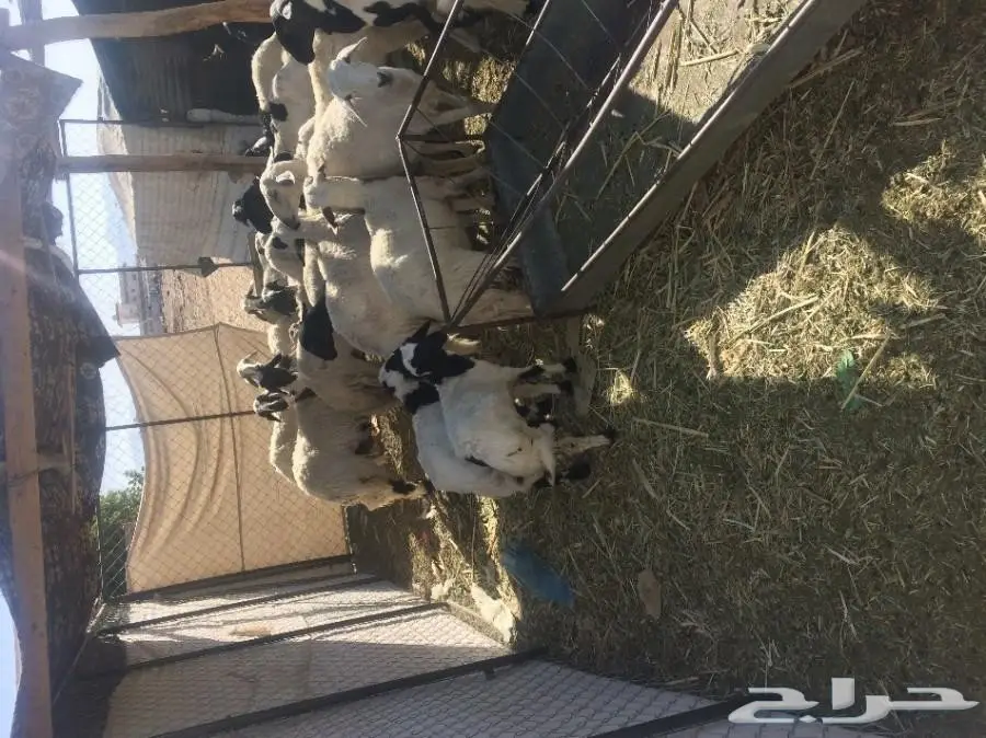 ضان نجران للبيع (image 2)