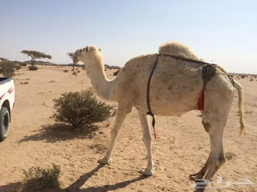 وضحا معشر برابعها (image 1)