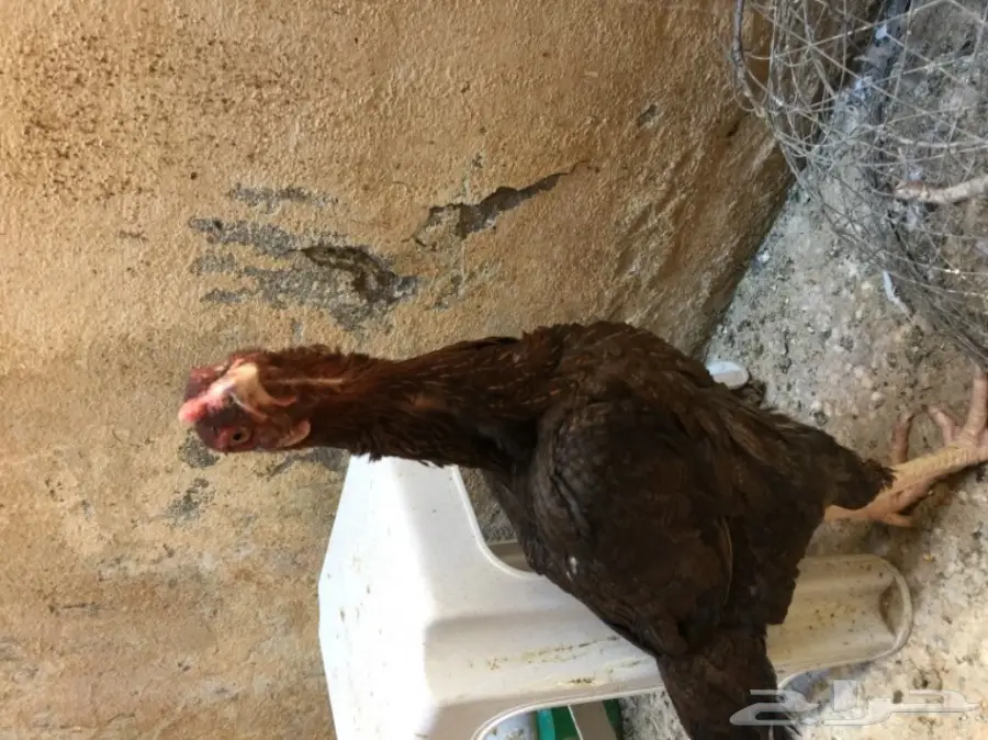 للبيع دجاجة هندية 