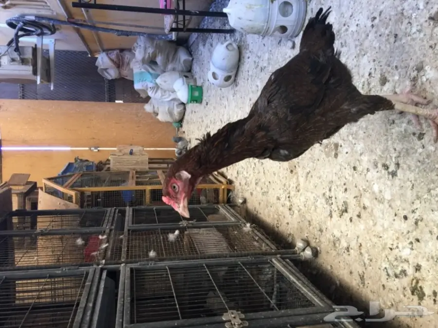 للبيع دجاجة هندية  (image 1)