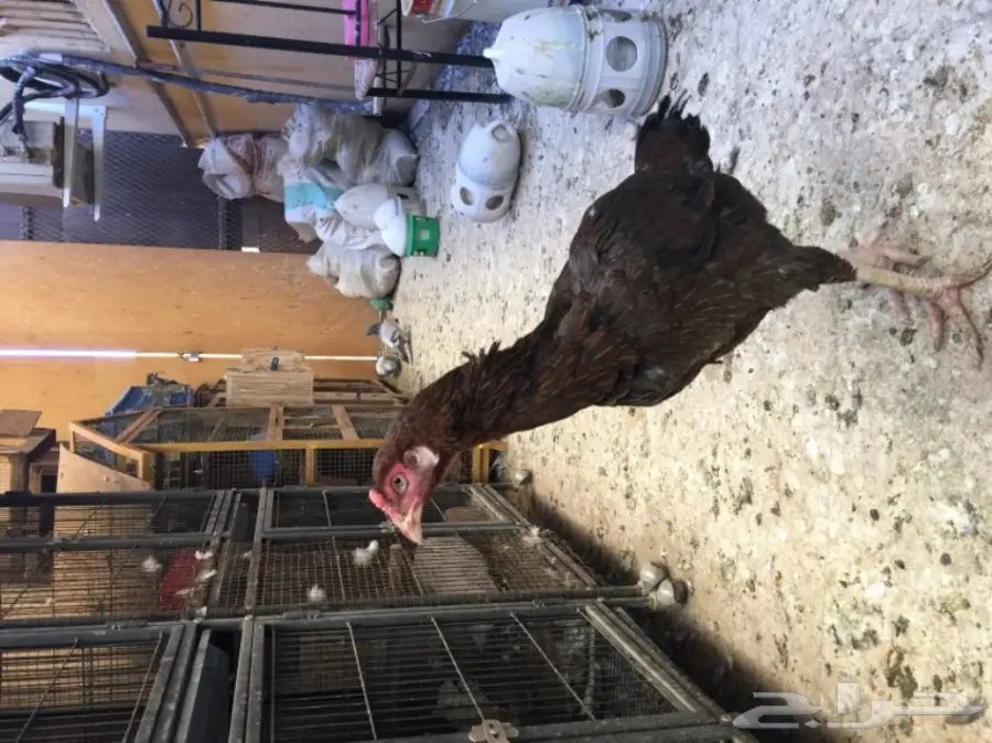 للبيع دجاجة هندية  (image 2)