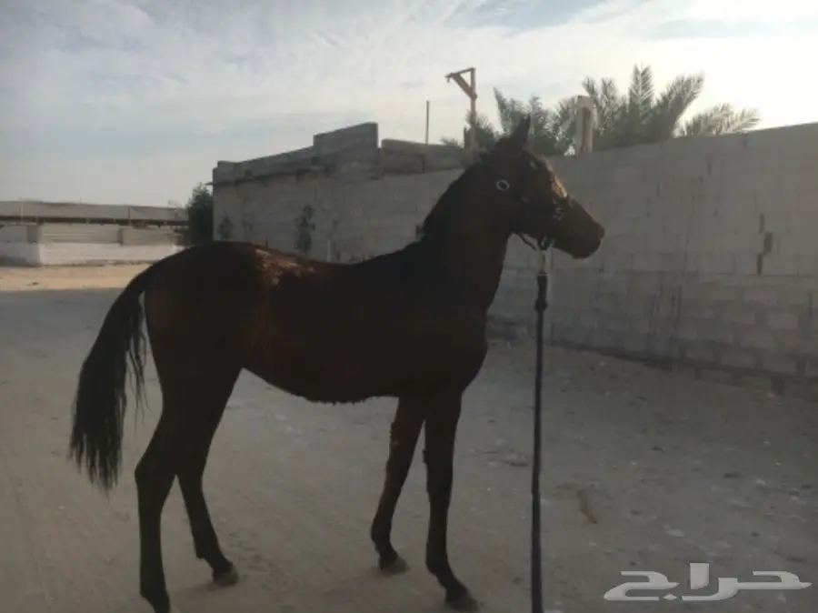 مهر - مهر  العمر 9 او عشر