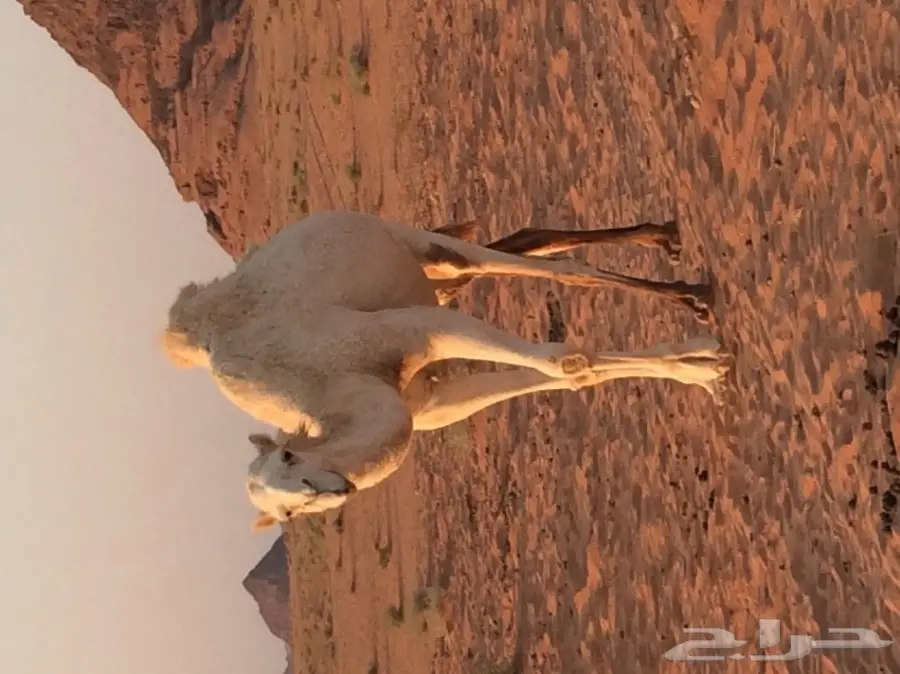 خلفه تحتها بكره