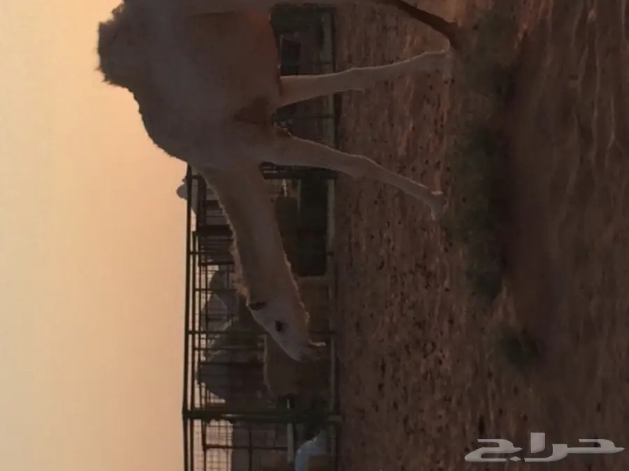 خلفه تحتها بكره (image 1)