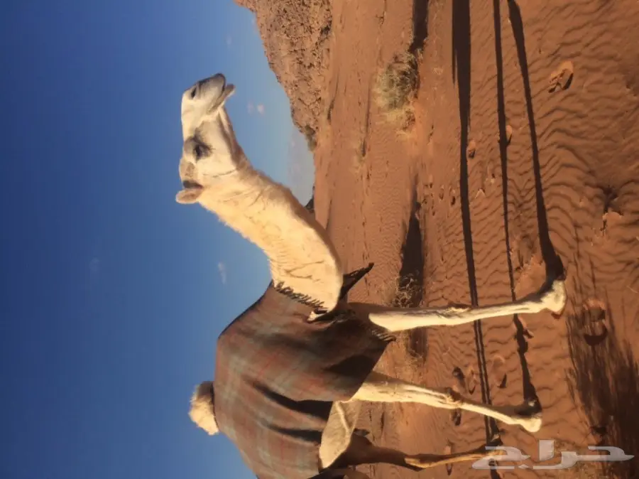 خلفه تحتها بكره (image 3)