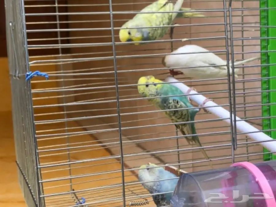 جوز طيور الحب منتجه مع فرخين