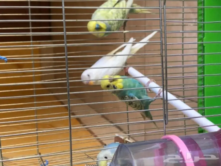 جوز طيور الحب منتجه مع فرخين (image 1)