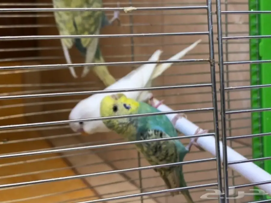 جوز طيور الحب منتجه مع فرخين (image 2)