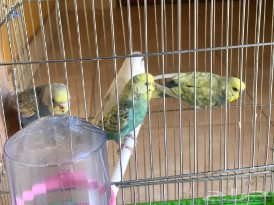 جوز طيور الحب منتجه مع فرخين (image 3)