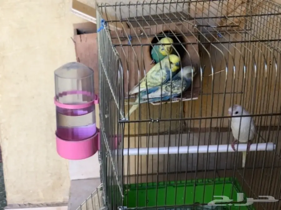 جوز طيور الحب منتجه مع فرخين (image 4)