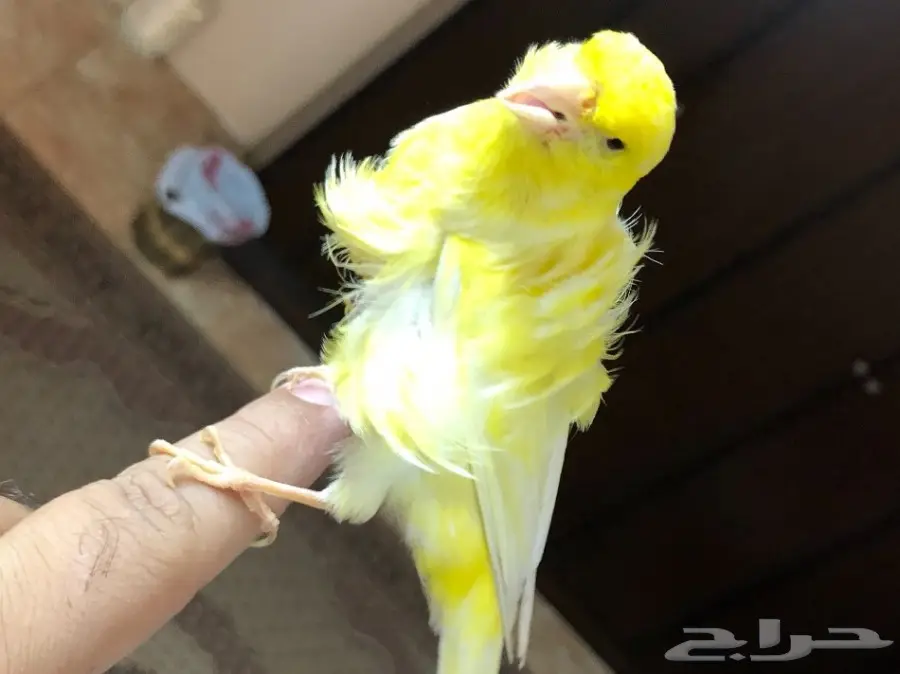 جوزكناري فانسي مفتل (توب) لي اهل المتميز