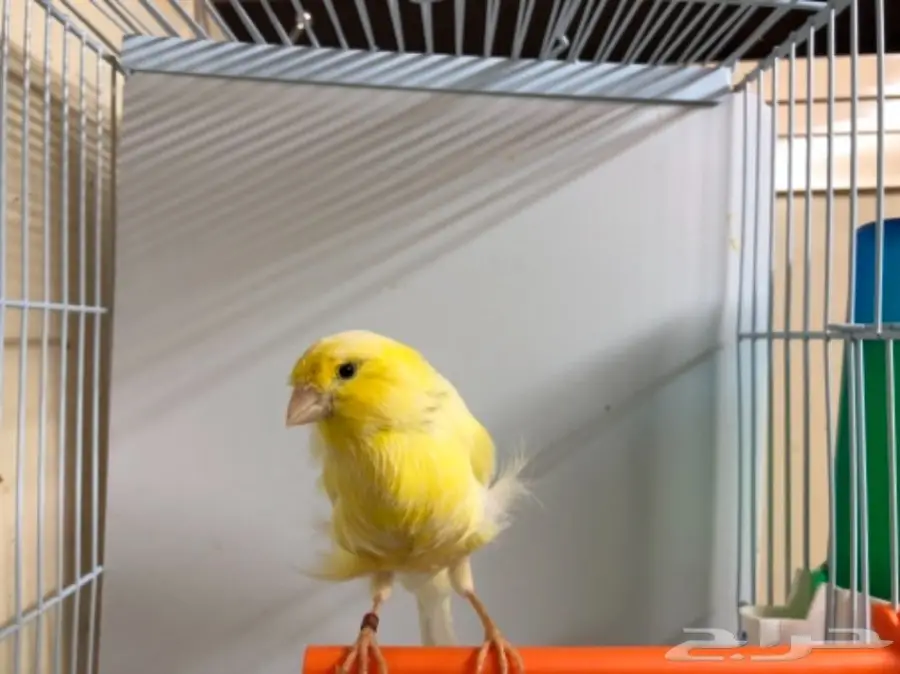 جوزكناري فانسي مفتل (توب) لي اهل المتميز (image 1)