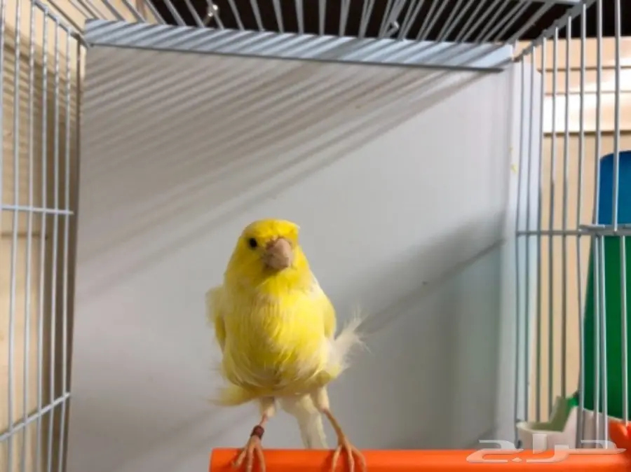 جوزكناري فانسي مفتل (توب) لي اهل المتميز (image 2)