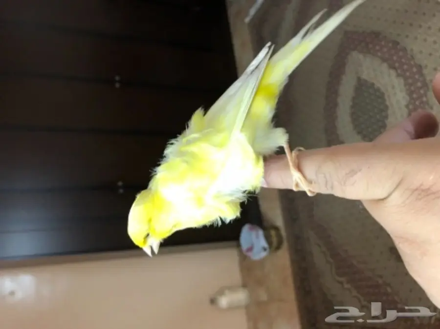 جوزكناري فانسي مفتل (توب) لي اهل المتميز (image 3)