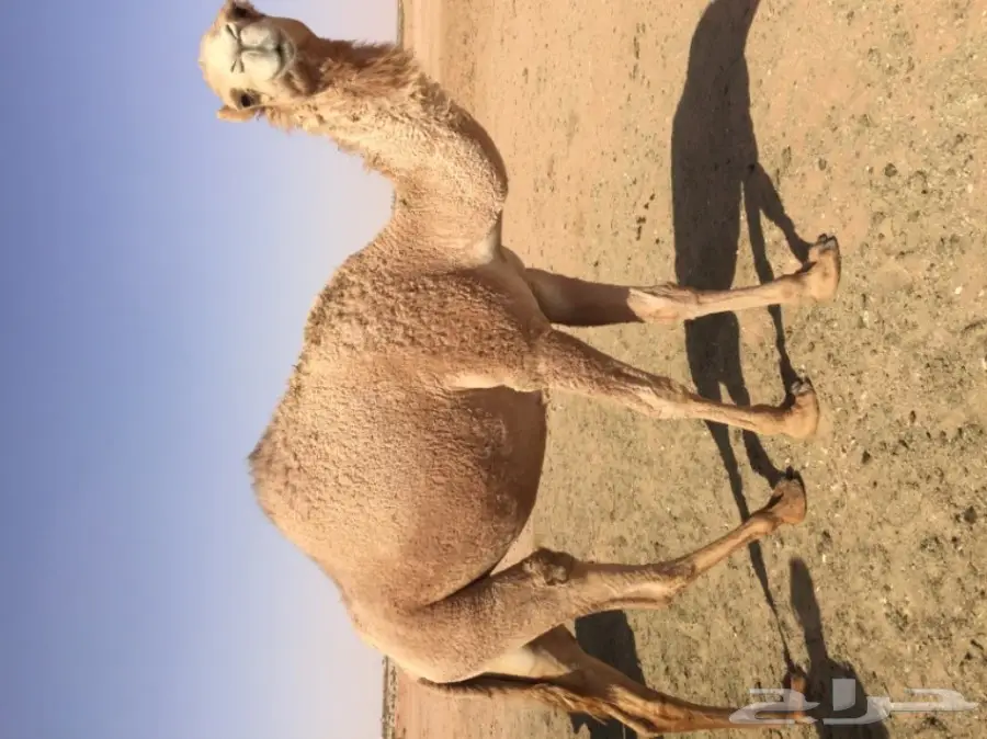 بكرتين وقعود 