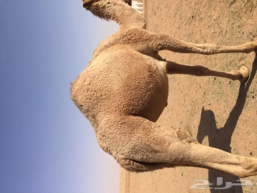 بكرتين وقعود  (image 1)