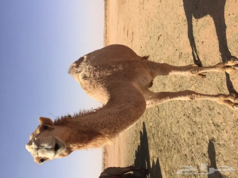 بكرتين وقعود  (image 2)