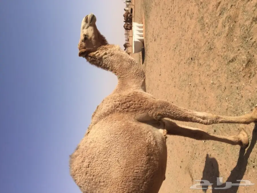 بكرتين وقعود  (image 3)