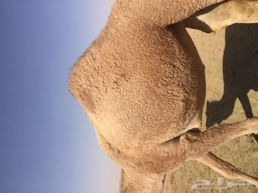 بكرتين وقعود  (image 4)