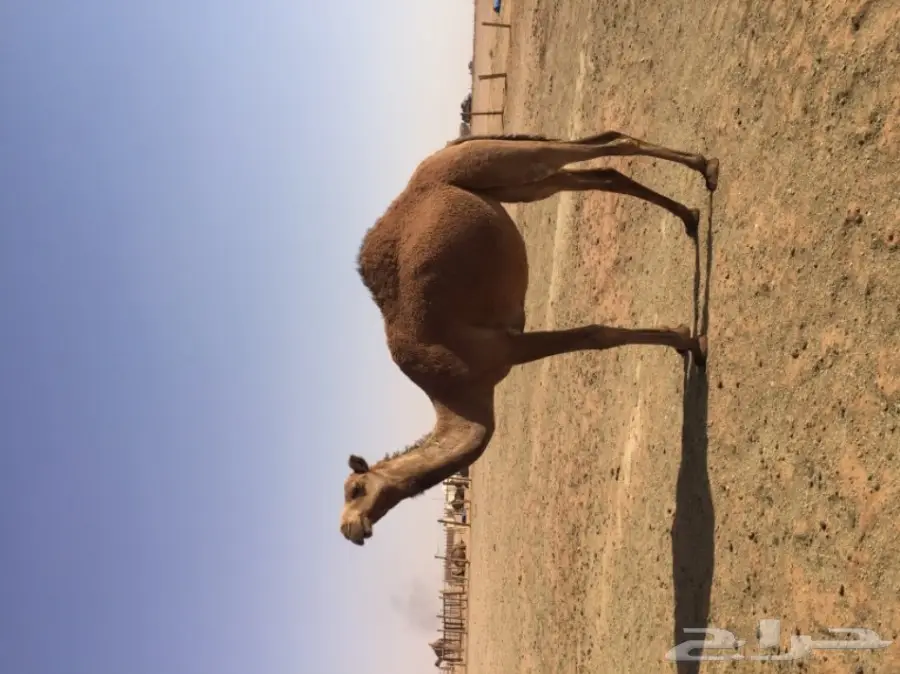 بكرتين وقعود  (image 5)