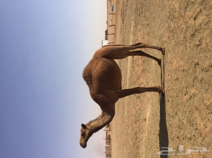 بكرتين وقعود  (image 6)