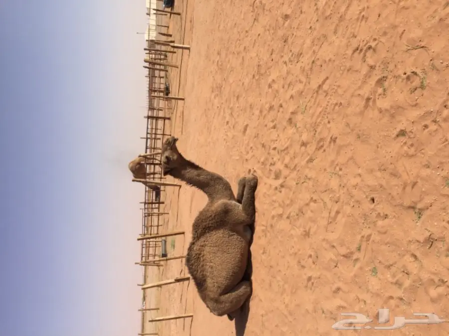 بكرتين وقعود  (image 7)