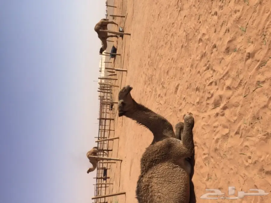 بكرتين وقعود  (image 8)