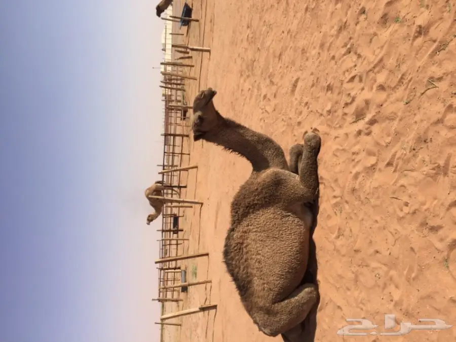 بكرتين وقعود  (image 9)