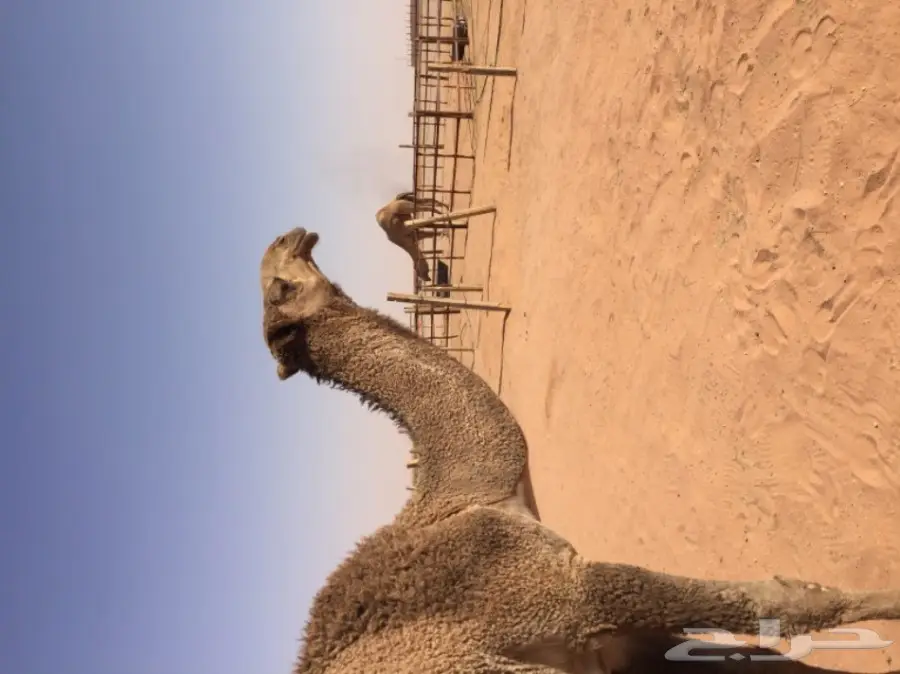 بكرتين وقعود  (image 10)