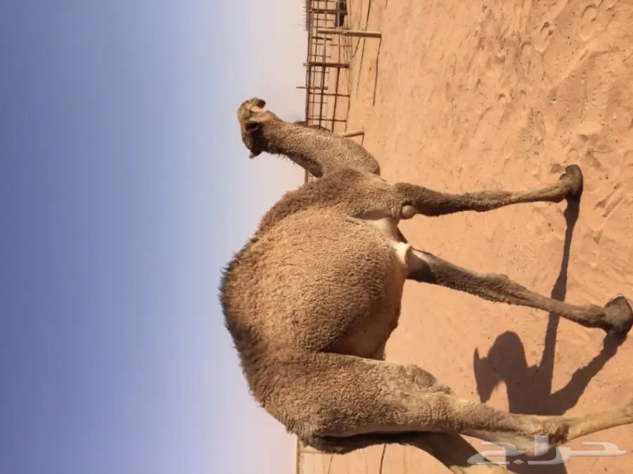 بكرتين وقعود  (image 11)