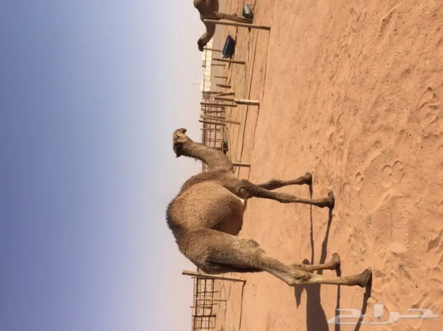 بكرتين وقعود  (image 12)