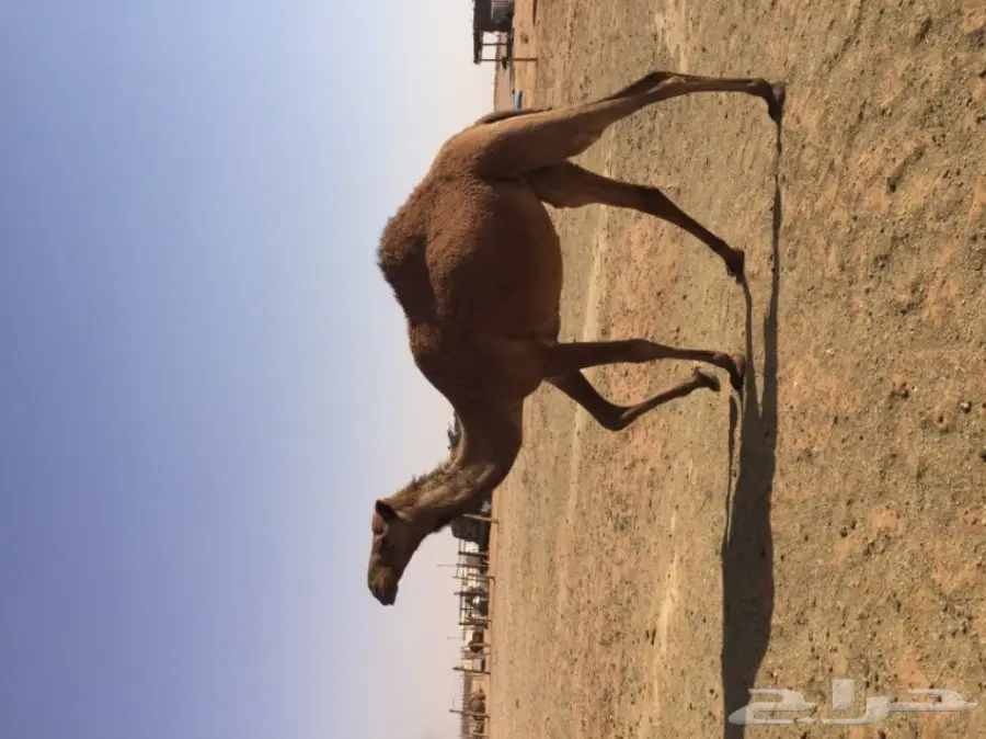 بكرتين وقعود  (image 13)