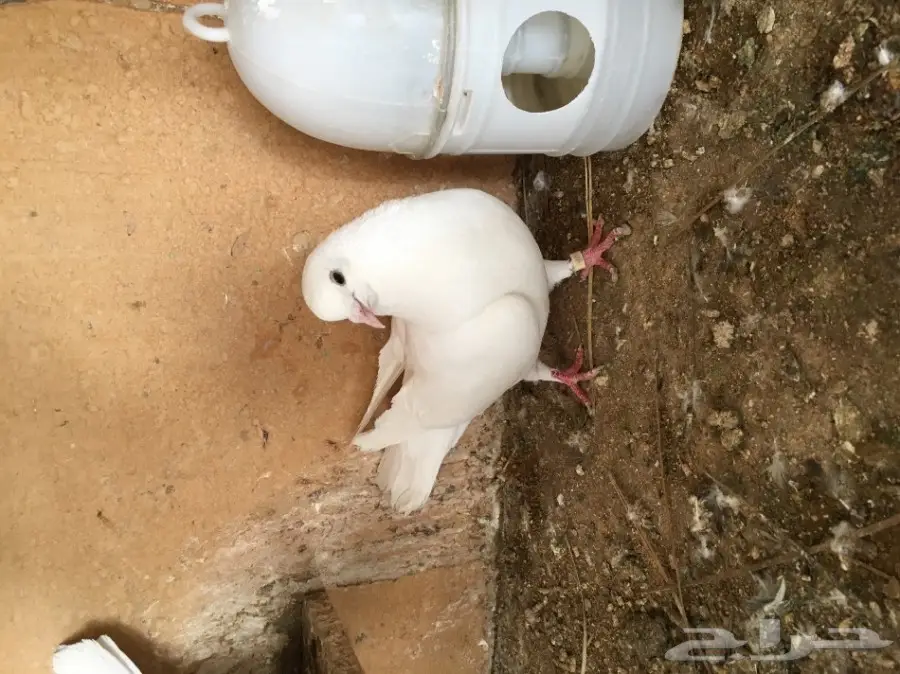 جوز غرانيق منتج (image 2)