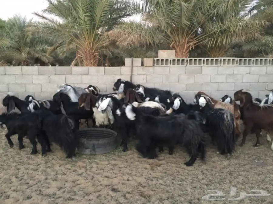 معزا دفيع ومضاريع وولد