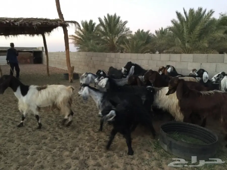 معزا دفيع ومضاريع وولد (image 1)