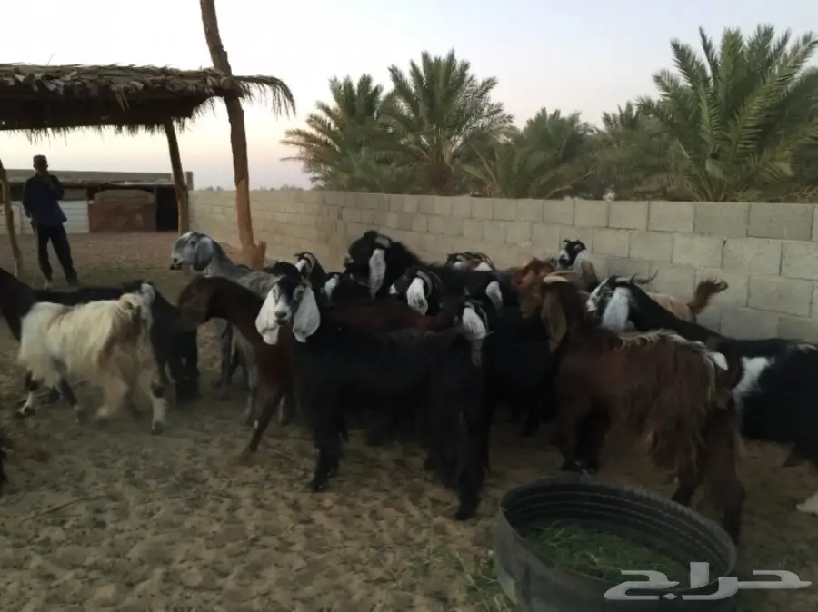 معزا دفيع ومضاريع وولد (image 6)