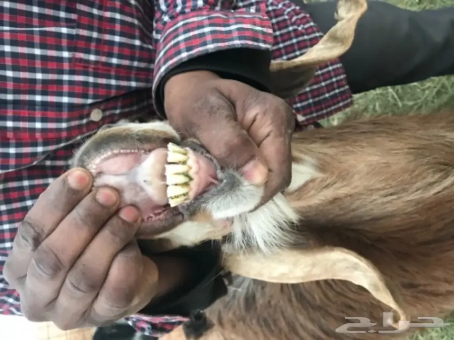 للبيع ثلاث معزا 