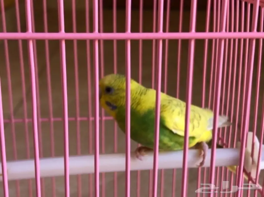 انثى طيور الحب غير منتجه 